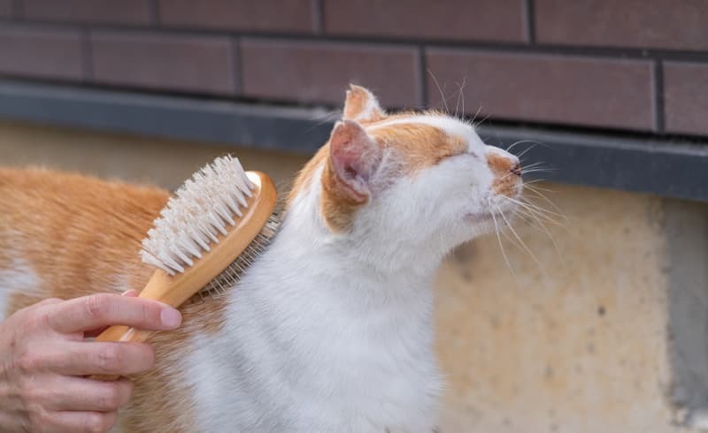 ピンブラシでブラッシングを喜ぶ猫 ピンブラシでブラッシングを喜ぶ猫