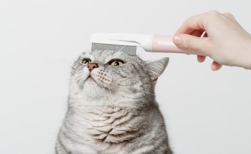 コームでコーミングが好きな猫 コームでコーミングが好きな猫