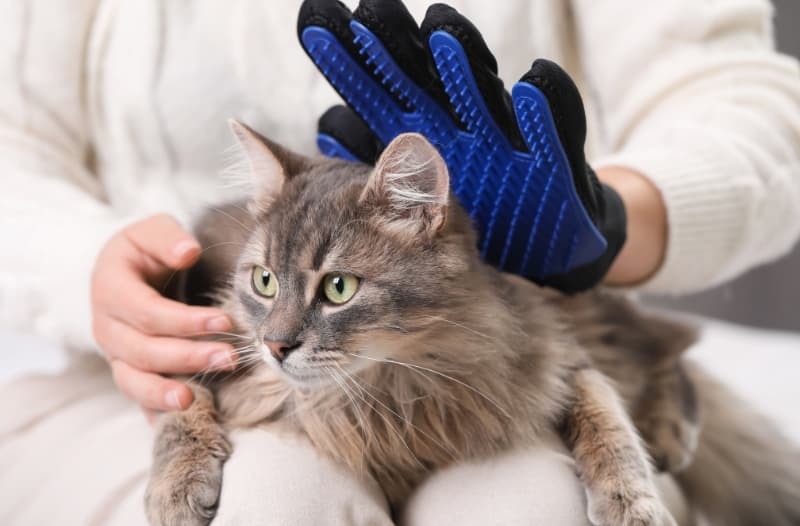 グローブでブラッシングを喜ぶ猫 グローブでブラッシングを喜ぶ猫