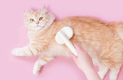 猫のブラッシングに適したおすすめブラシは?長毛・短毛別に選び方やコツを解説