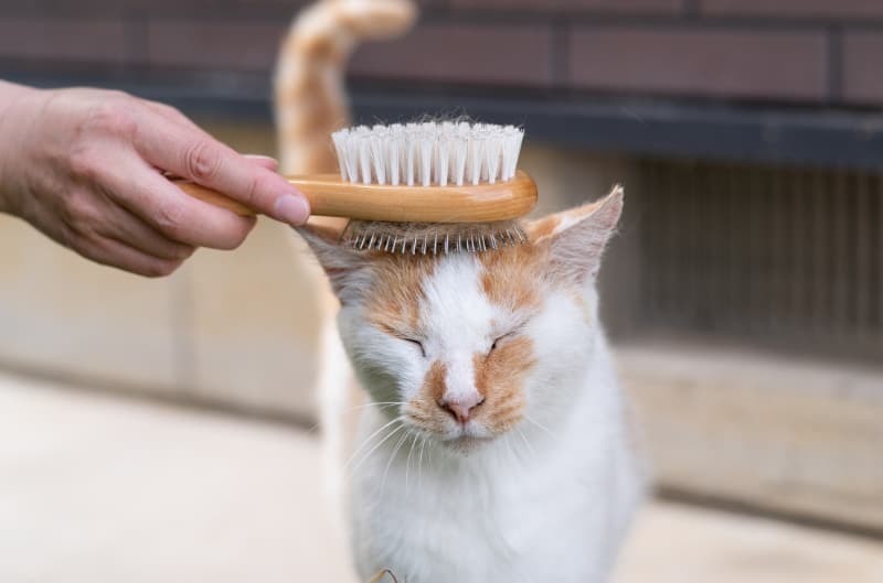 ピンと獣毛のブラシでブラッシング