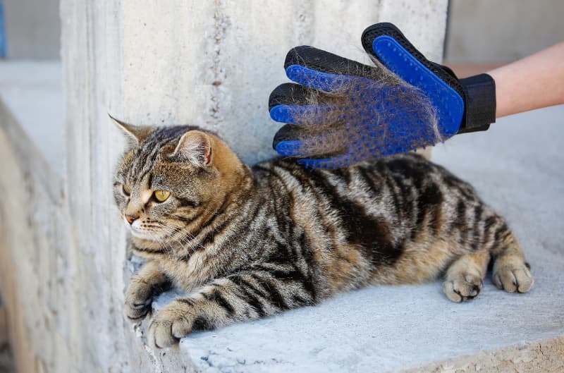 グローブブラシでブラッシング