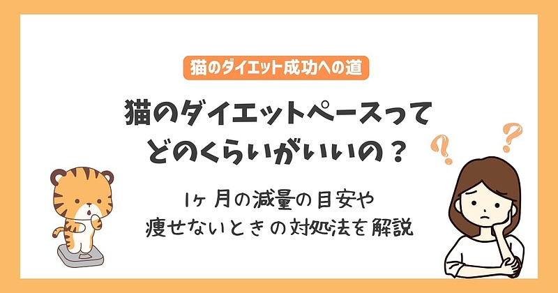 猫のダイエットペースはどのくらい