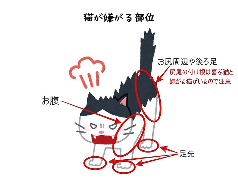 猫が嫌がる部位 猫が嫌がる部位
