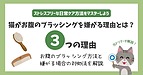 猫がお腹のブラッシングを嫌がる理由とは?対処法も元トリマーがケース別に解説