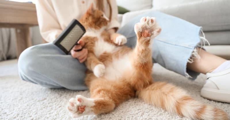 仰向けでブラッシングする猫