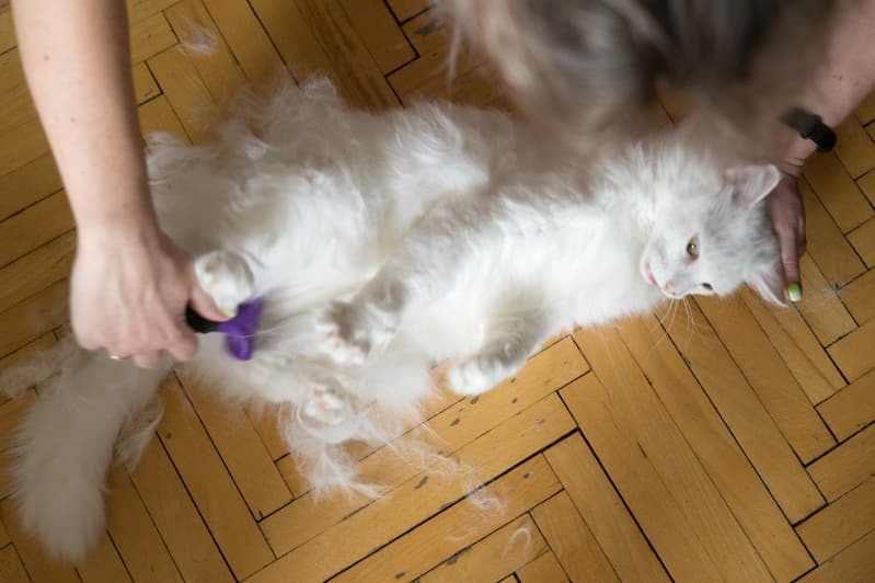 お腹のブラッシング