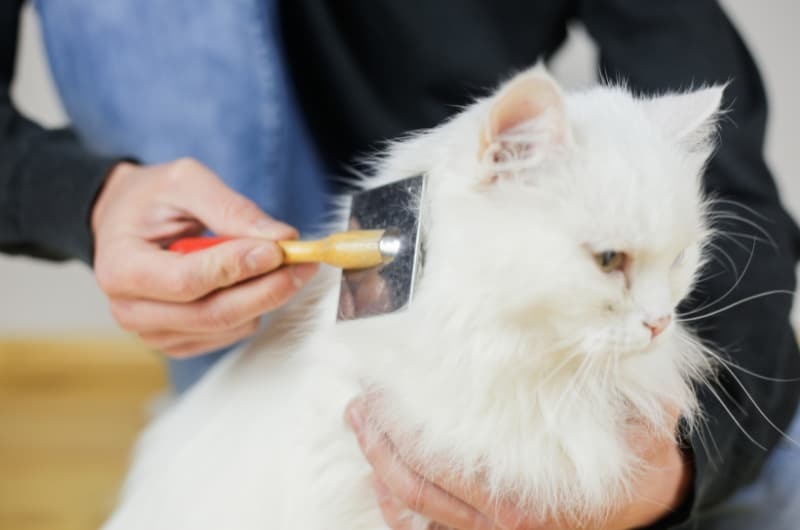 長毛猫のブラッシング首