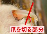 猫の爪切る部分