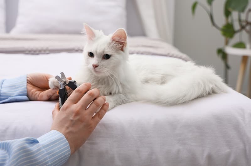 猫に爪切り