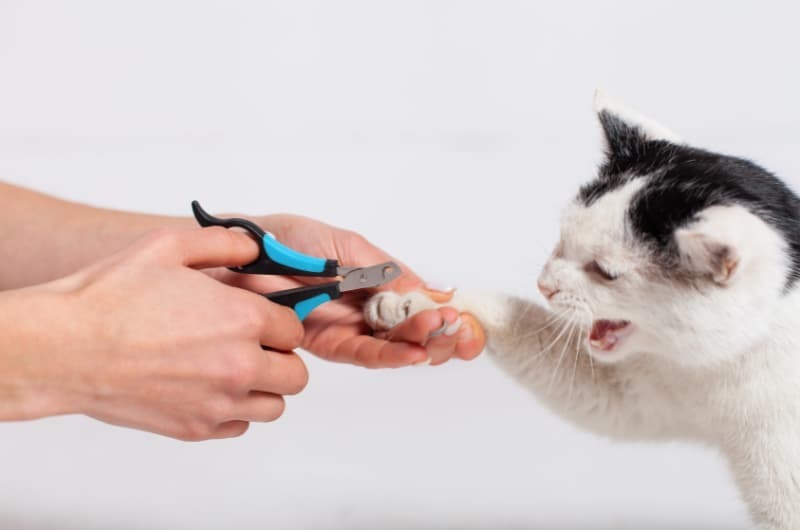 猫爪切り嫌がる