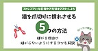猫を爪切りに慣れさせる5つの方法❘嫌がる理由や嫌がらないようにするコツも解説