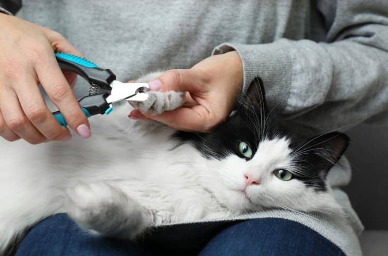 猫膝の上で爪切り 猫膝の上で爪切り