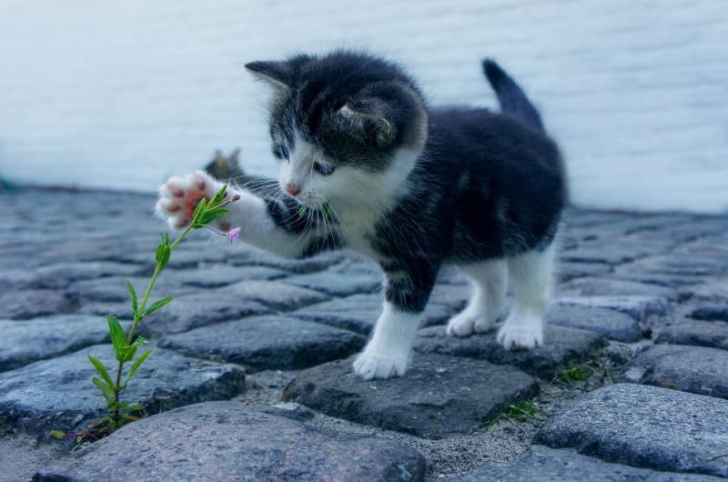 草にじゃれる仔猫