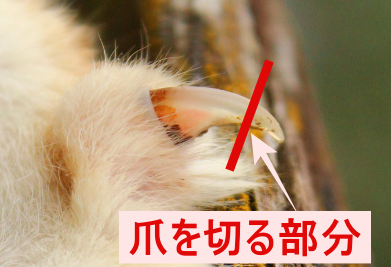 爪を切る場所