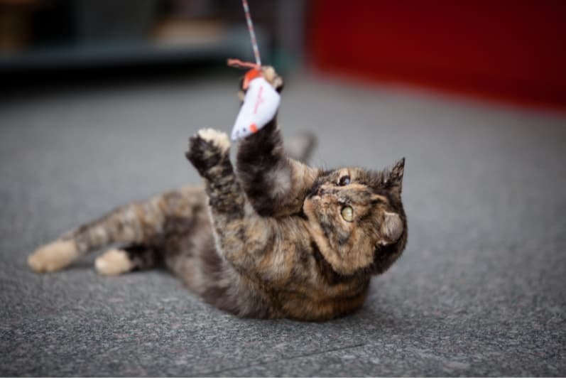 遊ぶ猫 遊ぶ猫