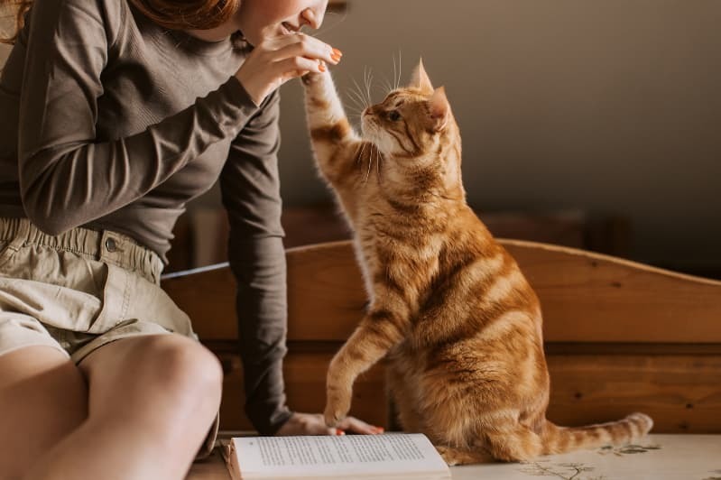 人とハイタッチする猫 人とハイタッチする猫