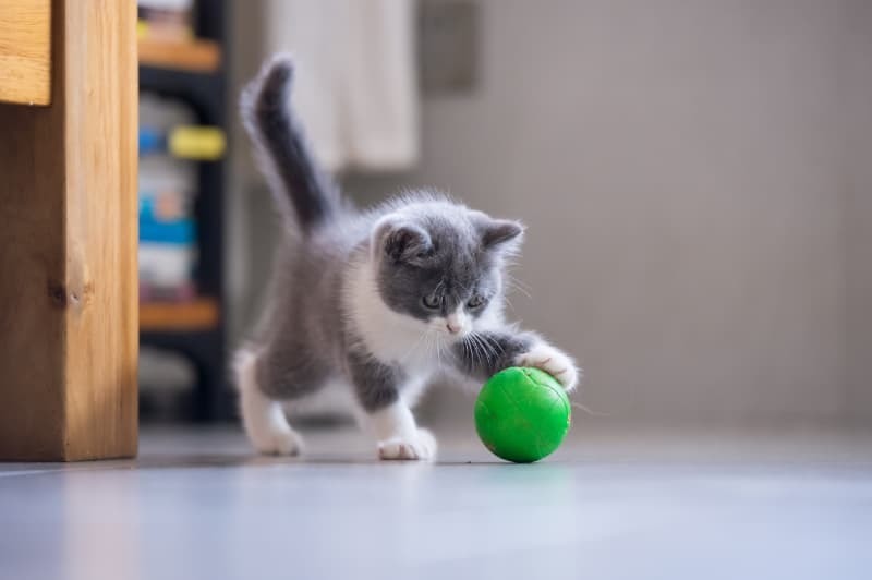 ボールで遊ぶ子猫 ボールで遊ぶ子猫