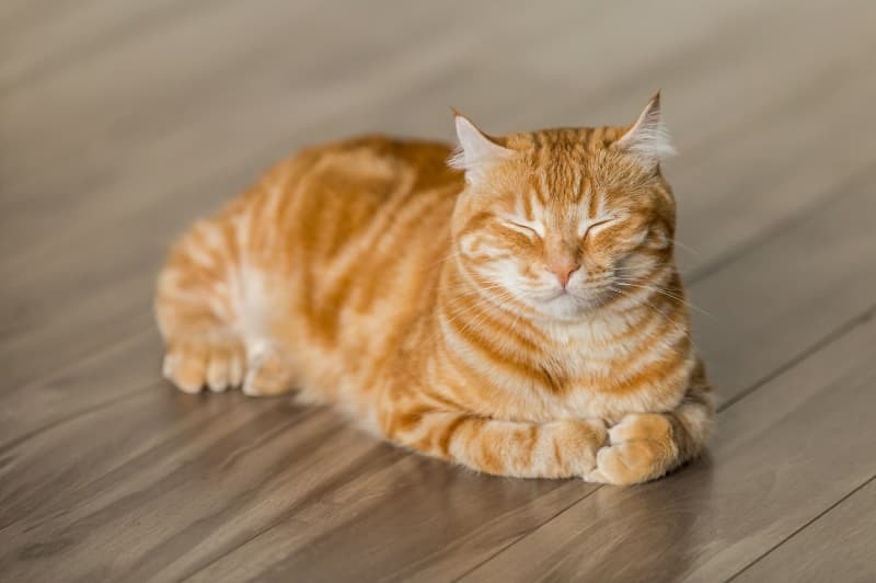 寛ぐ茶トラ猫 寛ぐ茶トラ猫