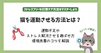 猫を運動させる方法とは|運動不足やストレス解消させる遊ばせ方や環境改善のコツを解説