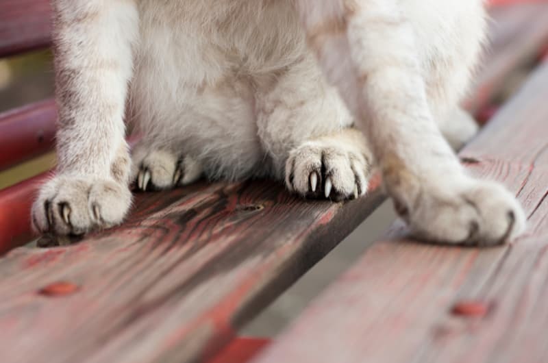 猫の爪前後ろ 猫の爪前後ろ
