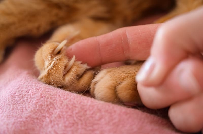 猫の爪 猫の爪