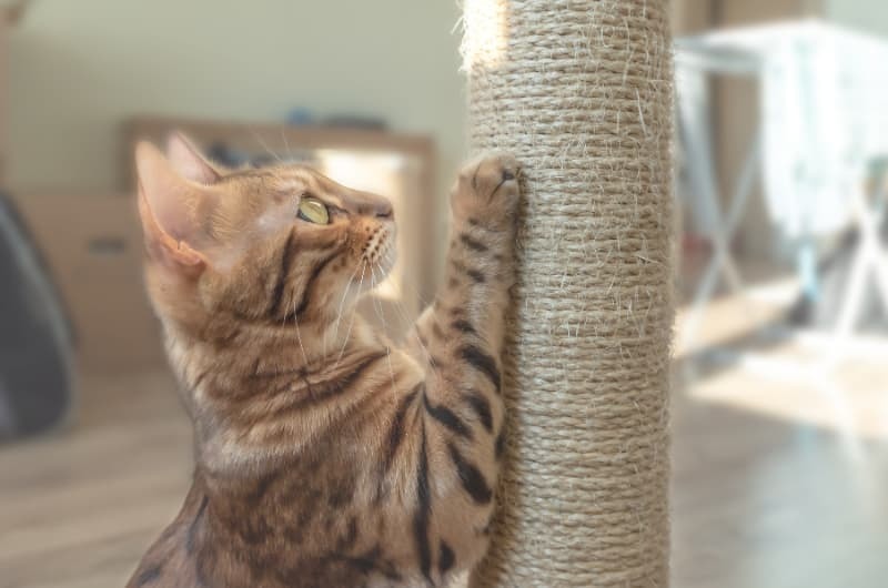 爪を研ぐ猫 爪を研ぐ猫