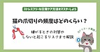 猫の爪切りの頻度はどのくらい?嫌がるときの対策やしないと起こるリスクまで解説