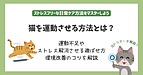 猫を運動させる方法とは|運動不足やストレス解消させる遊ばせ方や環境改善のコツを解説