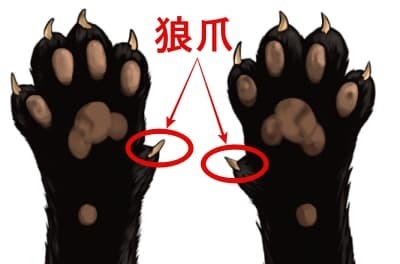 猫の狼爪の場所 猫の狼爪の場所