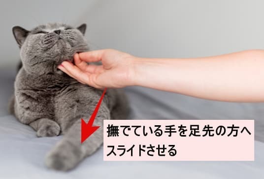 猫の足に触れる練習 猫の足に触れる練習