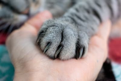 手のひらに猫の前足をのせる 手のひらに猫の前足をのせる