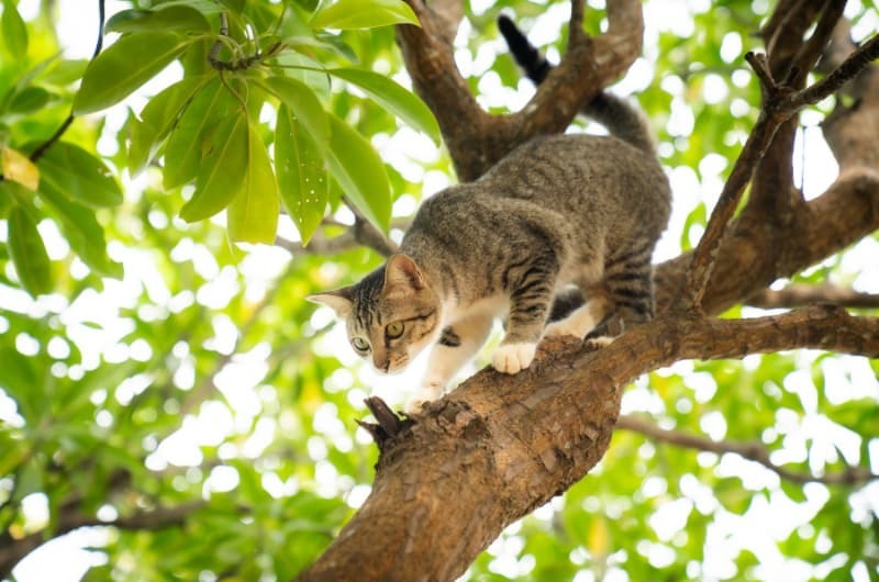 屋外で活発に動く猫