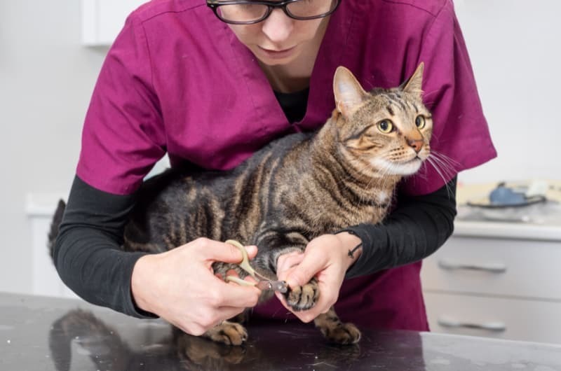 猫が病院で爪切りされる