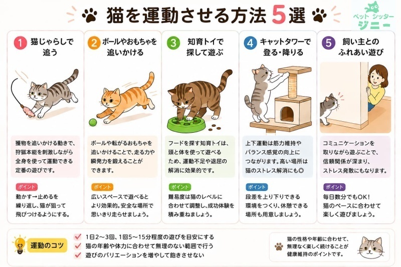 猫を楽しく運動させる方法5選