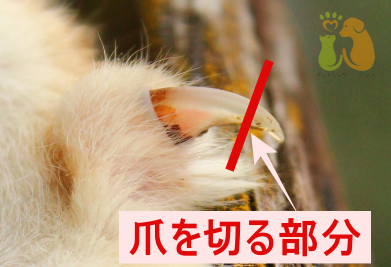 猫の爪を切る場所 猫の爪を切る場所