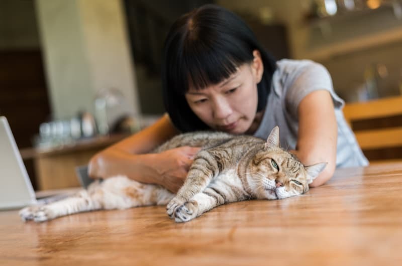 猫と悩む女性 猫と悩む女性