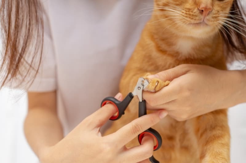 猫の爪切りハサミタイプで切る 猫の爪切りハサミタイプで切る