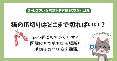 猫の爪切りはどこまで切ればいい？初心者にもわかりやすく図解付きでやり方を解説