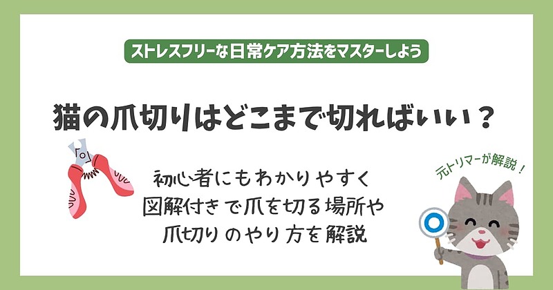 猫の爪切りはどこまで切ればいいのアイキャッチ 猫の爪切りはどこまで切ればいいのアイキャッチ