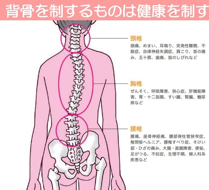 背骨を制する者は健康を制す