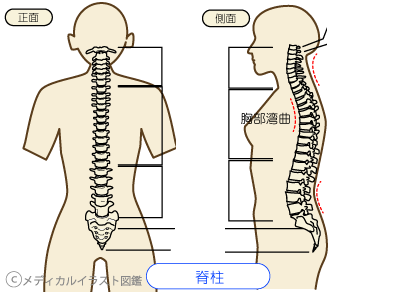 骨格　横から