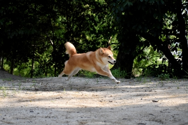 犬　走り