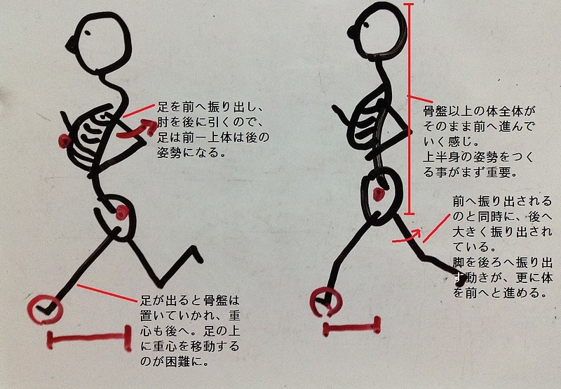 走り方　骨格