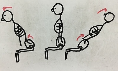 骨盤と体の動き