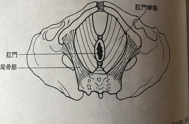 骨盤底筋