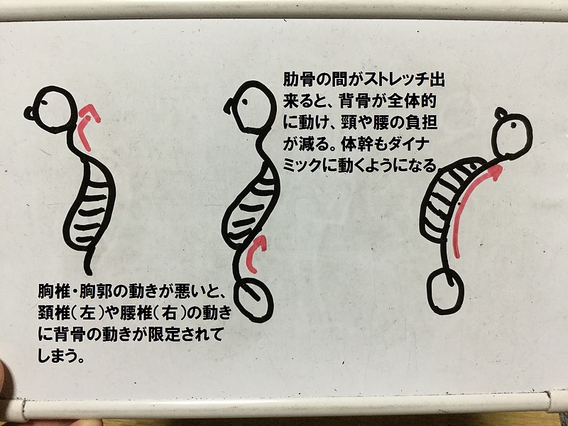 背骨と胸郭の動作