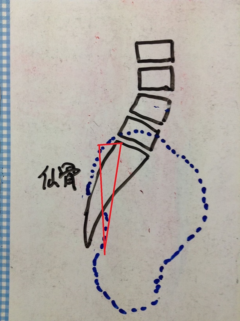 骨盤　仙腸関節　起き上がり