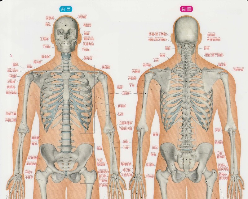 骨格　肩甲骨