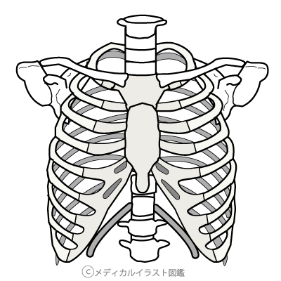 胸郭　イラスト